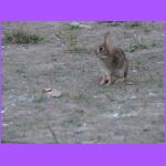 Bunny 5.jpg